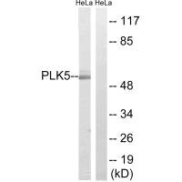PLK5 antibody