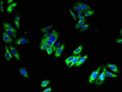 PLLP Antibody
