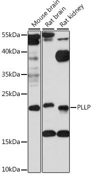 PLLP antibody