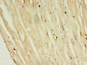 PLN Antibody