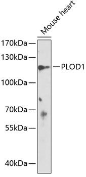PLOD1 antibody