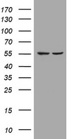 PLPBP antibody