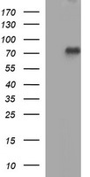 PLPBP Antibody
