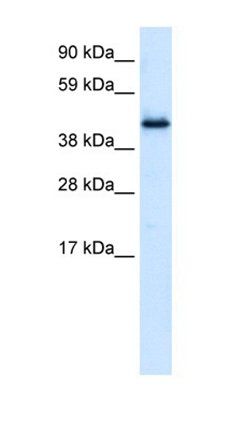 PLRG1 antibody