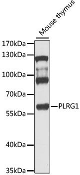 PLRG1 antibody