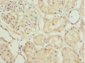PLSCR1 Antibody