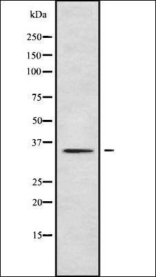 PLSCR2 antibody