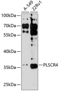 PLSCR4 antibody