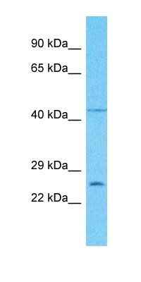 PLSCR5 antibody