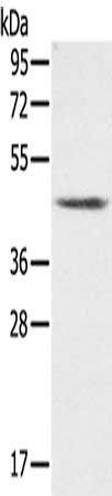 PLTP antibody