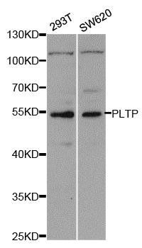 PLTP antibody