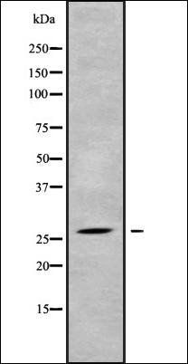 PLUNC antibody