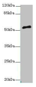 PLXNA4 antibody