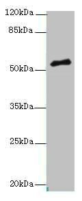 PLXNA4 Antibody