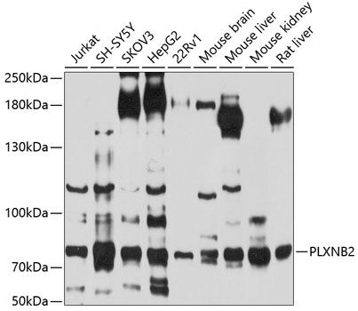 PLXNB2 antibody
