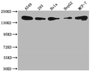 PLXNB2 Antibody