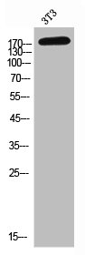 PLXNC1 antibody