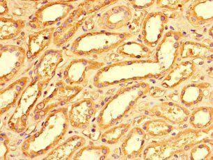 PMAIP1 Antibody