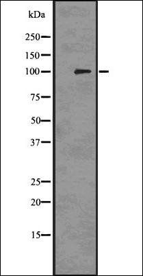 PMEL17 / GP100 antibody