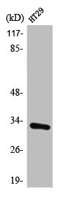 PMEPA1 Antibody