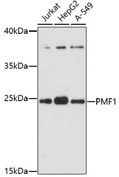 PMF1 antibody