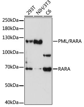 PML/RARA antibody