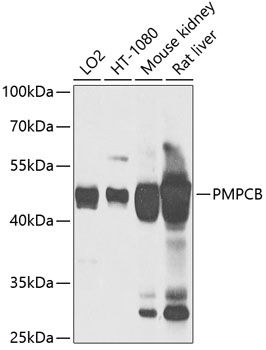 PMPCB antibody