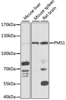 PMS1 antibody