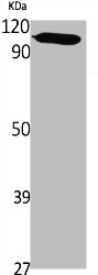 PMS1 Antibody
