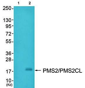 PMS2 antibody