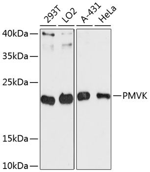 PMVK antibody
