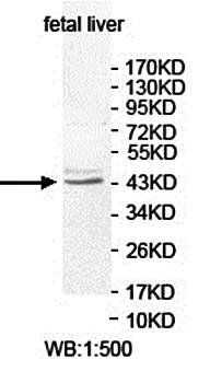 PNKD antibody