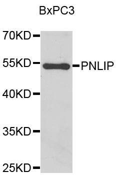 PNLIP antibody