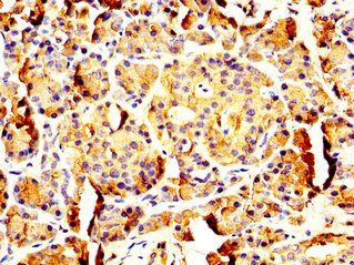PNLIP Antibody