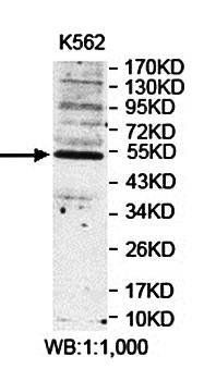 PNLIPRP1 antibody
