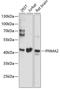 PNMA2 antibody