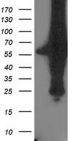 PNMA3 antibody