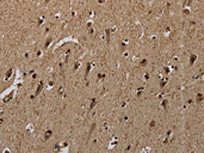PNN Antibody