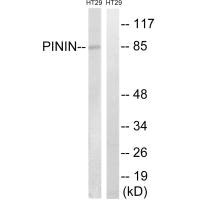 PNN antibody