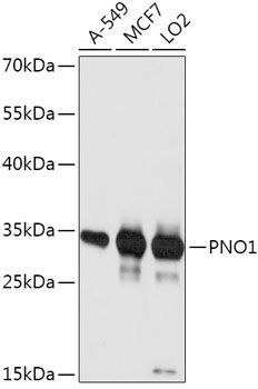 PNO1 antibody