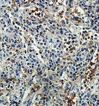PNO1 Rabbit Polyclonal Antibody