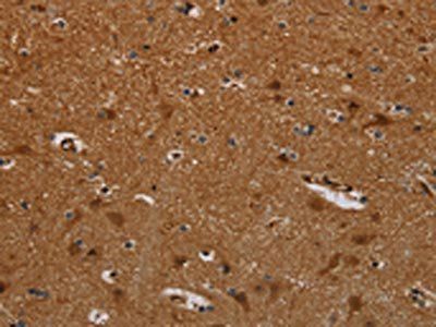 PNOC Antibody