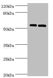 PNPLA2 Antibody