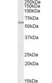 PNPLA2 antibody