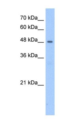 PNPLA5 antibody