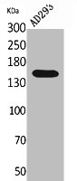 PNPLA6 Antibody