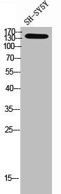 PNPLA6 Antibody