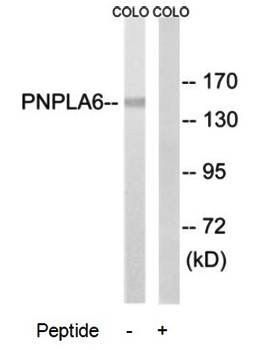 PNPLA6 antibody