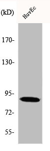 PNPLA8 antibody