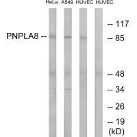 PNPLA8 antibody